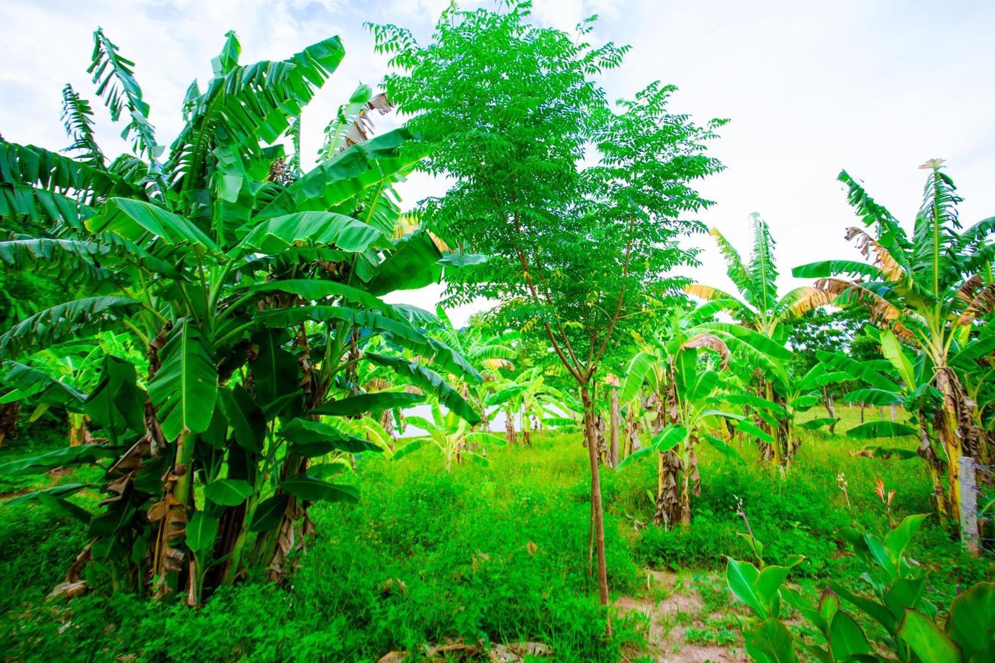 Phong Nha A Little Leaf Homestay Exteriör bild