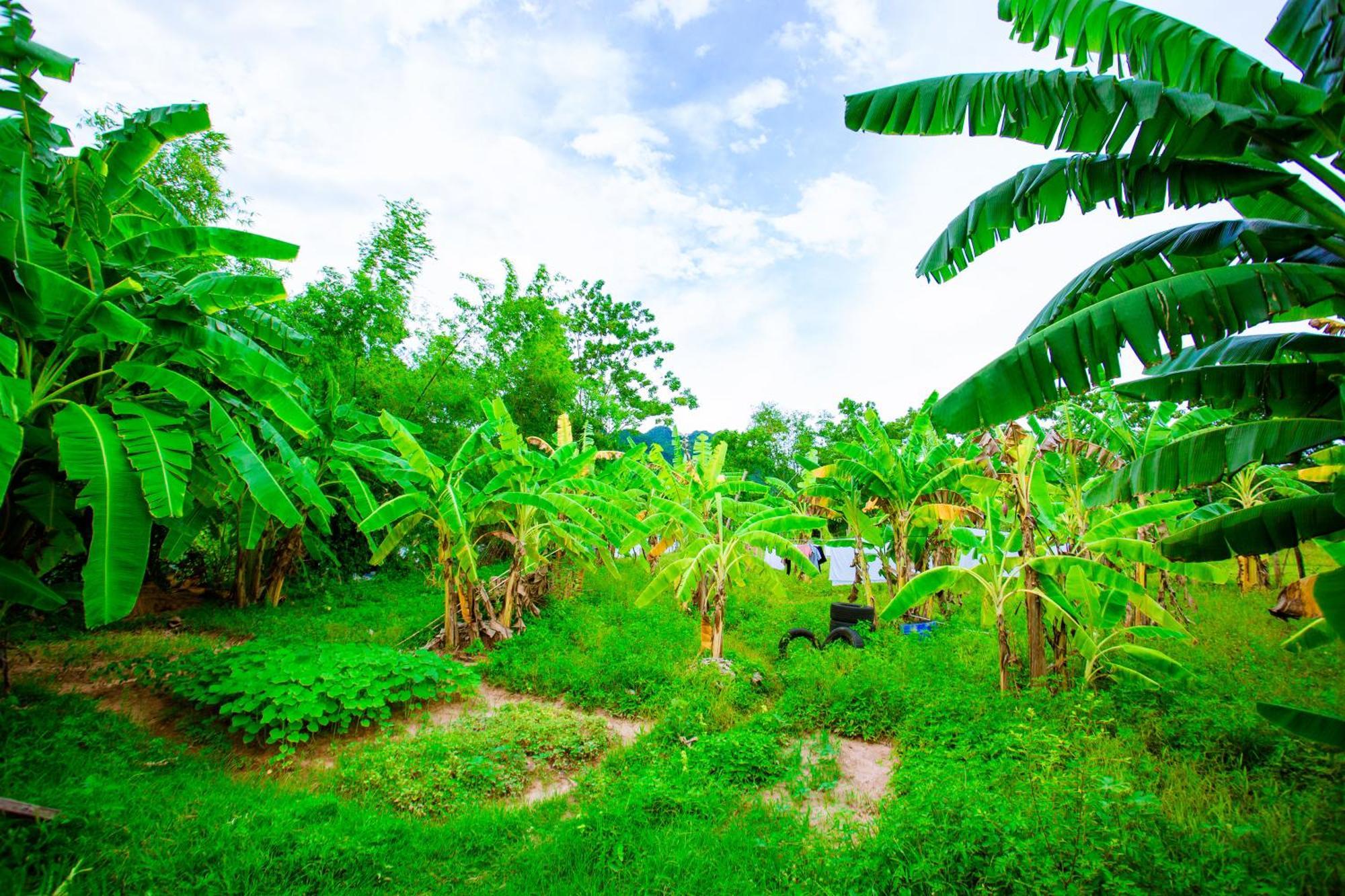 Phong Nha A Little Leaf Homestay Exteriör bild